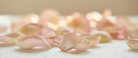 Delicate pink rose petals scattered on white surface creating romantic soft focus background for wedding invitations spa treatments and beauty concepts.