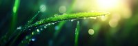 Fresh green grass blade with morning dew drops in sunlight against blurred natural background, macro nature photography with bokeh effect.