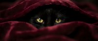 Black cat with bright yellow eyes peeking through burgundy red fabric folds. Mysterious feline hiding under soft textile material creating cozy atmosphere.