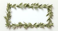Green olive branch frame border on white background with copy space for text and design projects.