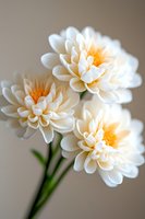 Delicate white chrysanthemum flowers with soft orange centers against neutral background, showcasing layered petals and green stems in gentle natural lighting.