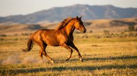 Chestnut horse galloping across golden prairie grassland with mountain backdrop during warm sunset light creating dramatic western landscape scene.