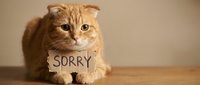 Adorable orange tabby kitten with folded ears holding sorry sign on wooden surface against neutral background for apology concepts and pet communication.