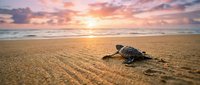 Newborn sea turtle hatchling crawling across sandy beach toward ocean at sunrise, wildlife conservation and nature imagery.
