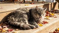 Tabby cat with long fur resting on wooden deck surrounded by fallen autumn leaves, relaxed pet lounging outdoors in natural daylight.