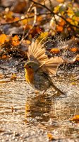 European robin bird bathing in shallow water with wings spread creating dramatic splash in golden autumn sunlight with warm bokeh background.