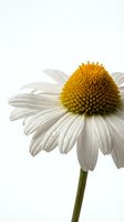 White daisy with golden yellow center and green stem isolated on white background, suitable for botanical designs, greeting cards, and floral compositions.