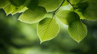 Fresh green elm leaves backlit by sunlight creating natural bokeh effect in forest. Serrated edges and prominent veins visible in translucent foliage.