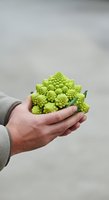 Person holding fresh green romanesco broccoli with fractal florets against neutral background. Suitable for organic food, healthy eating, agriculture, and nutrition content.