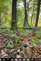Young spotted fawn looking directly at camera in green forest setting with natural sunlight filtering through trees, showing curious expression and detailed fur markings.
