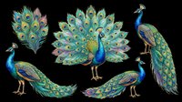 Colorful peacock illustrations with vibrant blue, green, and gold plumage in various poses. Isolated on transparent background, ready for t-shirts, clipart, stickers, and print-on-demand designs.
