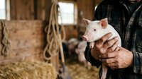 Farmer holding young piglet in rustic barn setting, showcasing livestock care and agricultural work environment for farming, agriculture, and rural business concepts.