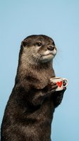 Adorable otter holding small coffee cup with heart design on pastel blue background for humorous animal concepts and quirky wildlife photography.