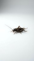 Brown cricket isolated on white background, suitable for educational materials, pest control websites, entomology resources, and nature design projects.