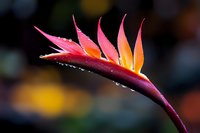 Vibrant pink and orange heliconia flower with water droplets against dark background, dramatic macro photography highlighting exotic tropical bloom details.