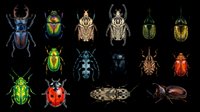 Insects collection with stag beetles, scarab beetles, ladybugs, grasshopper and rhinoceros beetle isolated on transparent background. Ready for clipart, t-shirt design, stickers and print-on-demand projects.