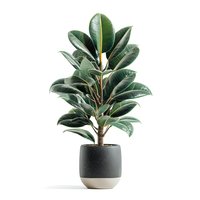 Rubber plant ficus elastica in modern ceramic pot isolated on white background for interior design and home decor projects.
