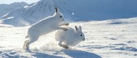 Two white arctic hares playing in fresh snow with mountain backdrop. Winter wildlife scene showcasing natural behavior and seasonal adaptation in cold climate.
