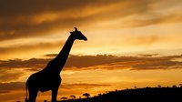 Giraffe silhouette against dramatic orange sunset sky in African savanna landscape with acacia trees creating peaceful wildlife scene for nature photography.