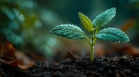 Young green plant seedling with water droplets growing from dark soil against blurred natural background symbolizing new life, growth and environmental care.
