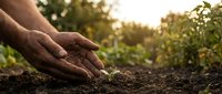Hands gently protecting young green plant seedling growing from rich dark soil in warm golden sunlight with blurred garden background for growth concepts.