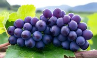 Fresh ripe purple grape cluster with green leaves on blurred natural background, macro shot showing detailed texture of juicy wine grapes.