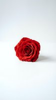 Single red rose bloom isolated on white background for romantic designs and Valentine's Day projects.
