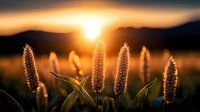 Silhouettes of wheat grass spikes backlit by golden sunset, creating atmospheric nature scene with mountain landscape and dramatic sky in background.