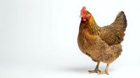 Brown hen chicken standing isolated on white background for poultry farm agriculture design projects and educational materials.