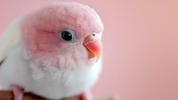 Adorable pink and white lovebird with fluffy feathers and bright orange beak against soft pink background for pet care and bird lover content.