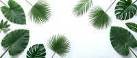 Tropical green leaves frame border on white background with monstera palm and banana plant foliage creating natural botanical pattern for summer design.
