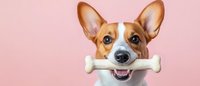 Happy Corgi dog holding white bone toy in mouth against pink background, showing playful expression with perked up ears and bright eyes.