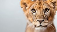 Young lion cub portrait with golden fur and bright eyes on neutral background for wildlife photography and animal themed designs.