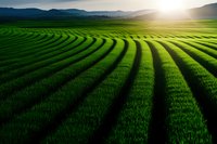Vibrant green agricultural rows stretch toward distant mountains at sunset, creating dramatic parallel lines across fertile farmland with golden sunlight illuminating crops.