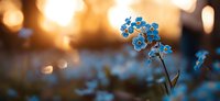 Delicate blue forget-me-not flowers against blurred golden bokeh background at sunset, creating dreamy spring atmosphere in garden setting.