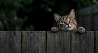 Curious tabby cat peeking over wooden fence with paws hanging down, outdoor pet portrait with green foliage background for animal and lifestyle content.