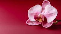 Delicate pink orchid bloom with detailed veins and golden center against deep red background, creating elegant contrast for spa, wellness, or luxury design.