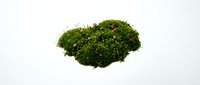 Lush green moss isolated on white background, ready for design projects, web graphics, and environmental concepts.
