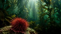 Red sea urchin resting on rocky ocean floor surrounded by towering kelp forest with sunbeams filtering through water creating magical underwater scene.