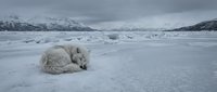 Polar bear resting on frozen arctic landscape with snow-covered mountains in background during winter season creating peaceful wildlife scene.