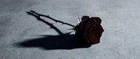 Dark red rose with thorns lying on gray concrete surface, casting a dramatic shadow, evoking themes of love, loss, and romance.