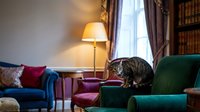 Tabby cat perched on a green velvet armchair in an elegant classic living room with warm lamp light and bookshelf in background.
