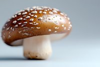 Brown spotted mushroom with white speckles on cap against soft blurred background, macro photography showcasing natural texture and detail in studio lighting.