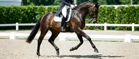Equestrian athlete riding brown horse during dressage competition in arena with white fence and manicured hedge background, suitable for sports and training content.