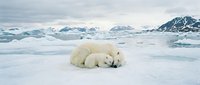 Polar bear mother with cubs resting on Arctic ice floe surrounded by snowy mountains and glacial landscape in remote wilderness habitat.