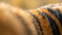 Close-up macro shot of orange and black striped animal fur with soft focus background, showing natural texture and warm lighting for wildlife photography.