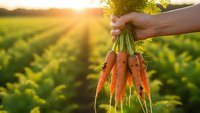 Fresh organic carrots with green tops held by hand in sunny agricultural field during golden hour harvest time.