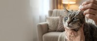 Person gently petting adorable tabby cat in cozy living room setting. Loving bond between human and feline companion showcasing affection and care at home.