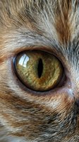 Close-up macro shot of orange tabby cat eye with golden amber iris and vertical pupil surrounded by detailed fur texture for pet photography and animal portraits.