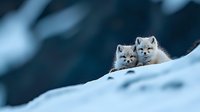 Two arctic fox cubs peeking over snowy hill against dark blue winter background, showcasing wildlife behavior in natural habitat during cold season.